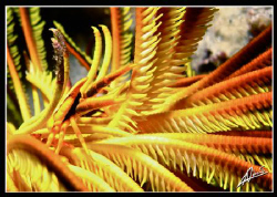 squat lobster on a long arm feather star... by Adriano Trapani 